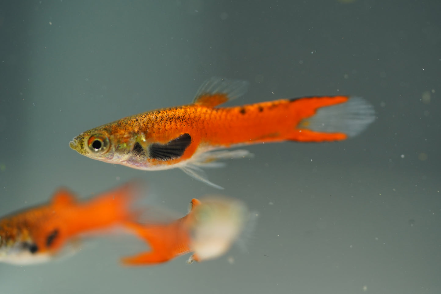 Red Chili Endler Guppy