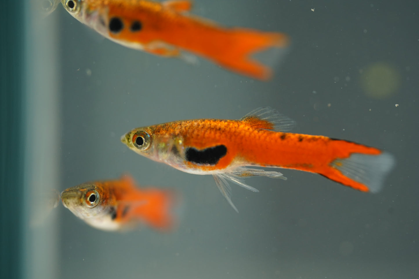 Red Chili Endler Guppy