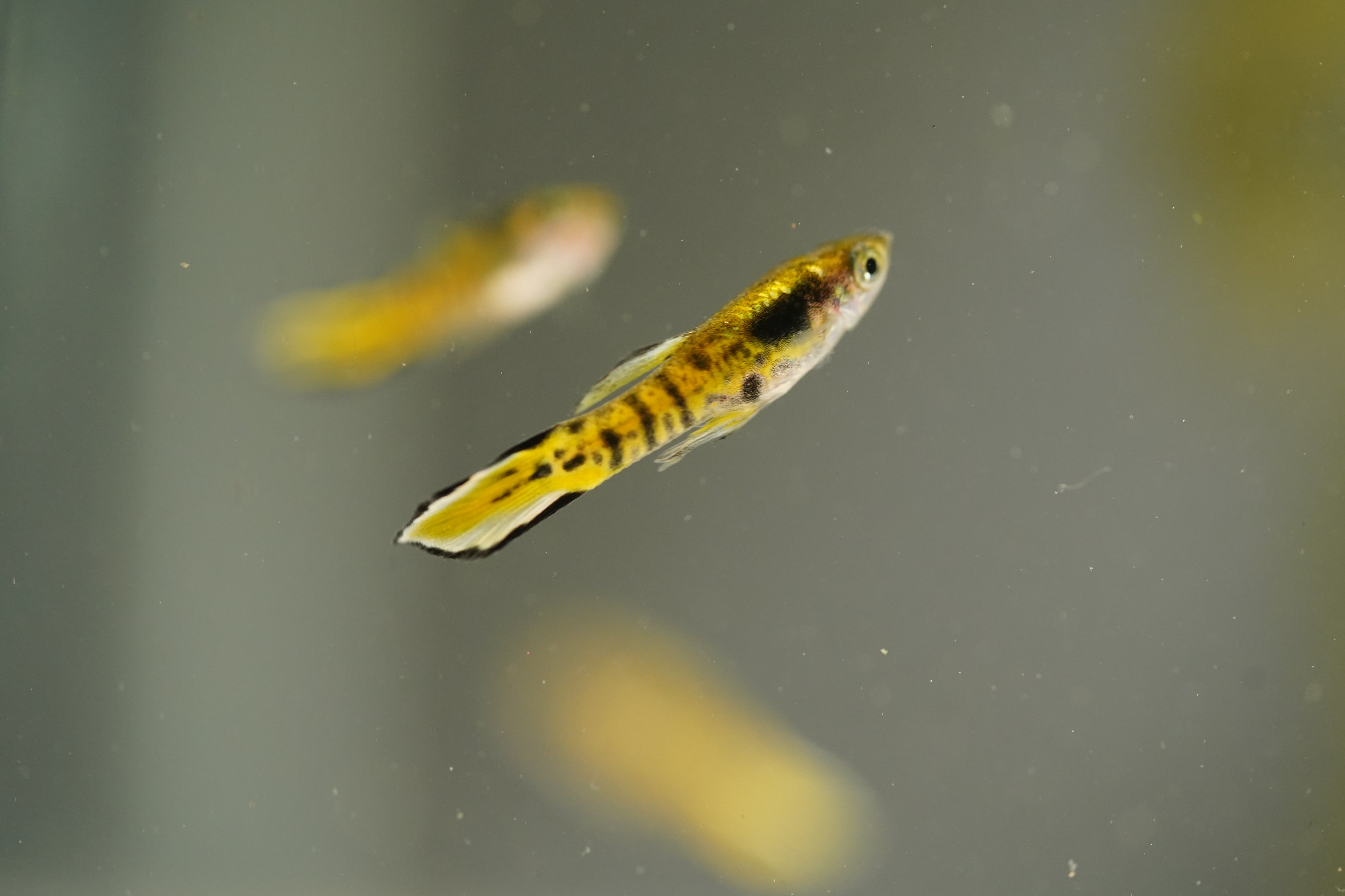 Yellow Tiger Endler Guppy