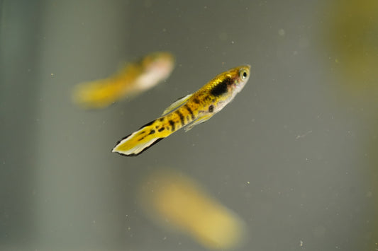 Yellow Tiger Endler Guppy