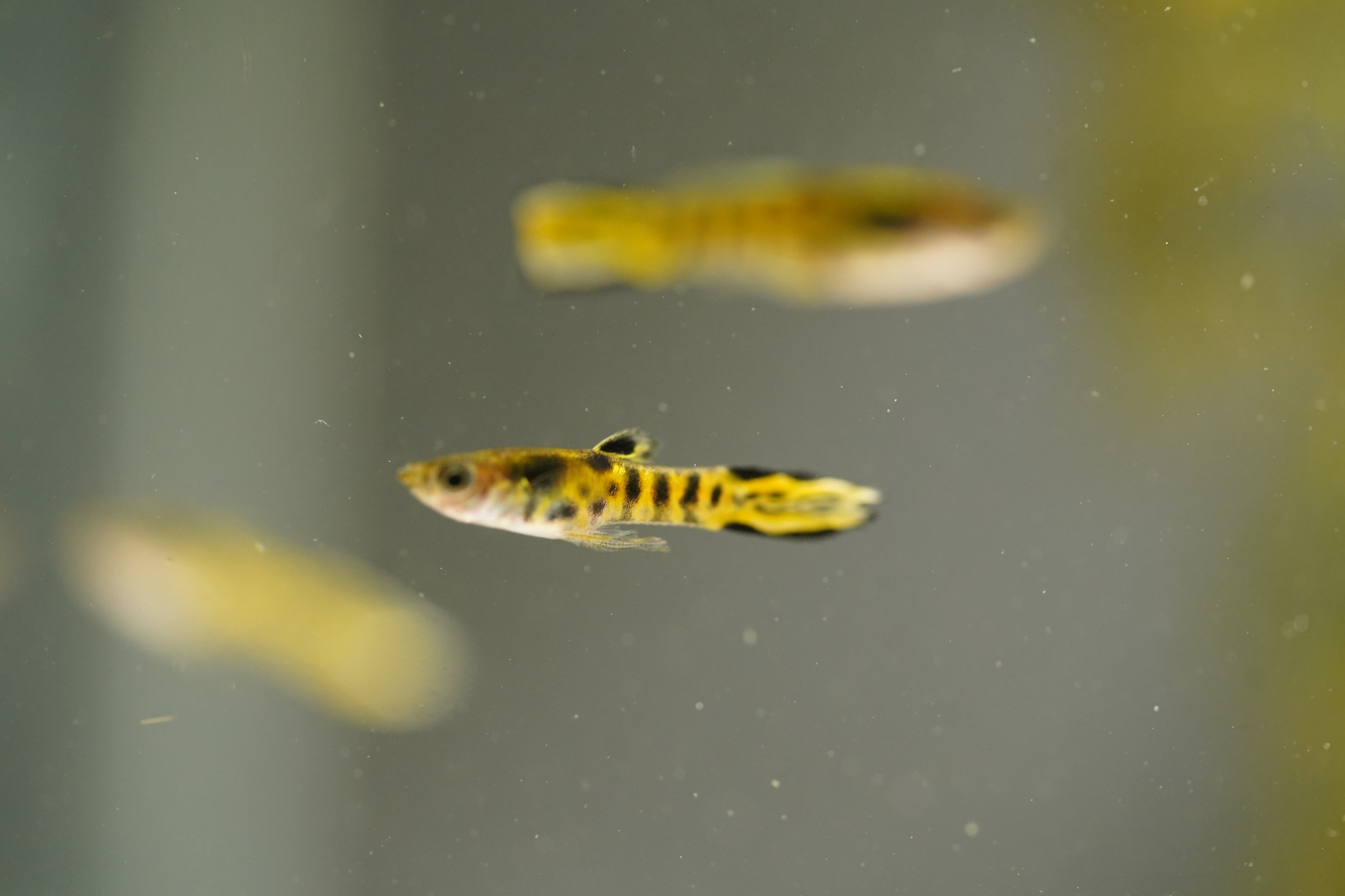 Yellow Tiger Endler Guppy