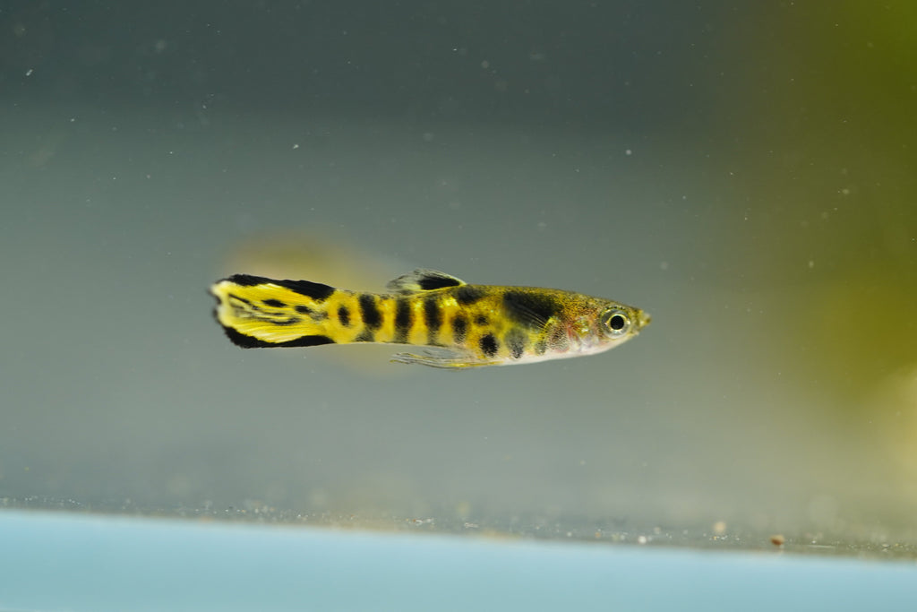 Yellow Tiger Endler Guppy