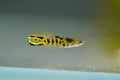 Yellow Tiger Endler Guppy