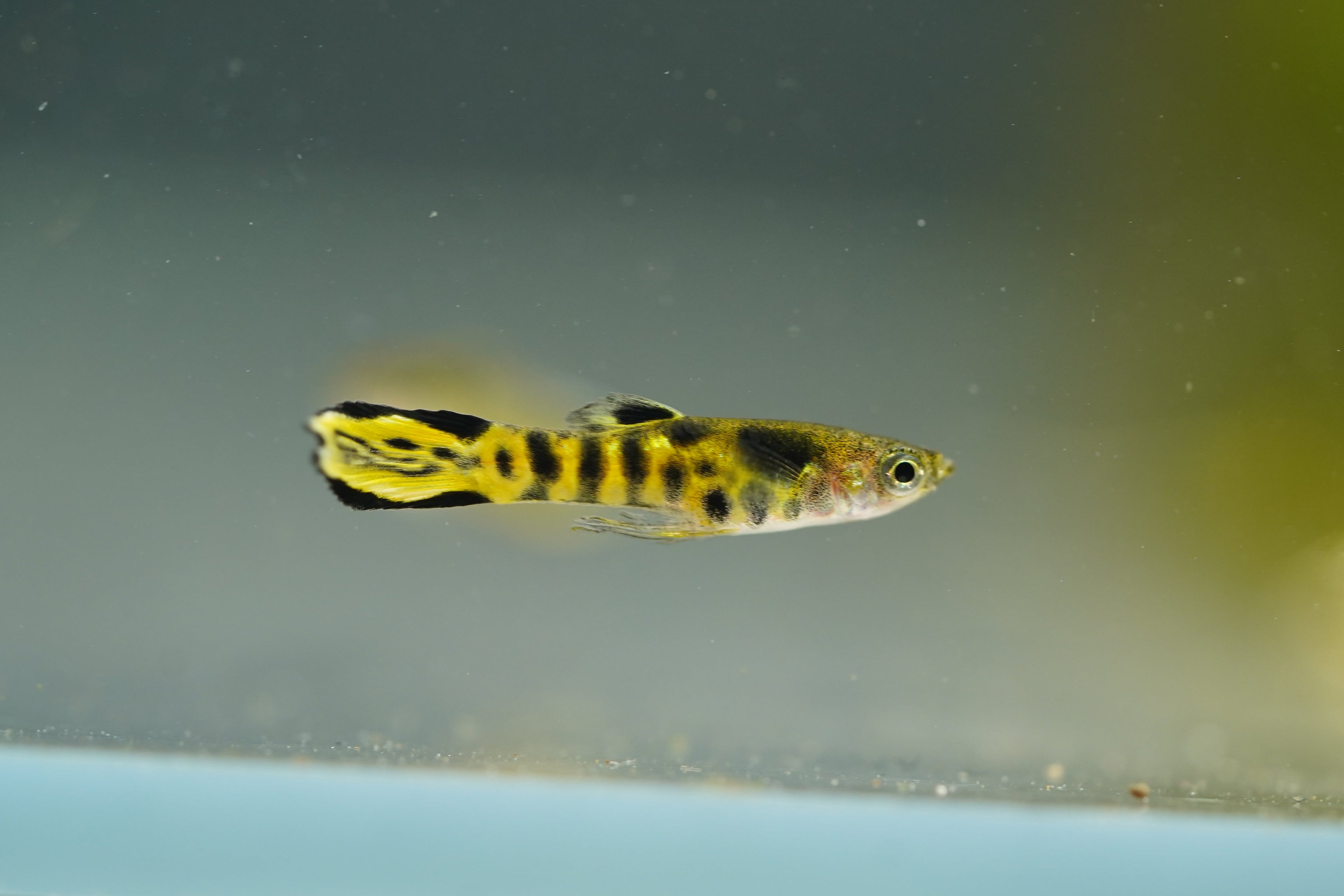 Yellow Tiger Endler Guppy