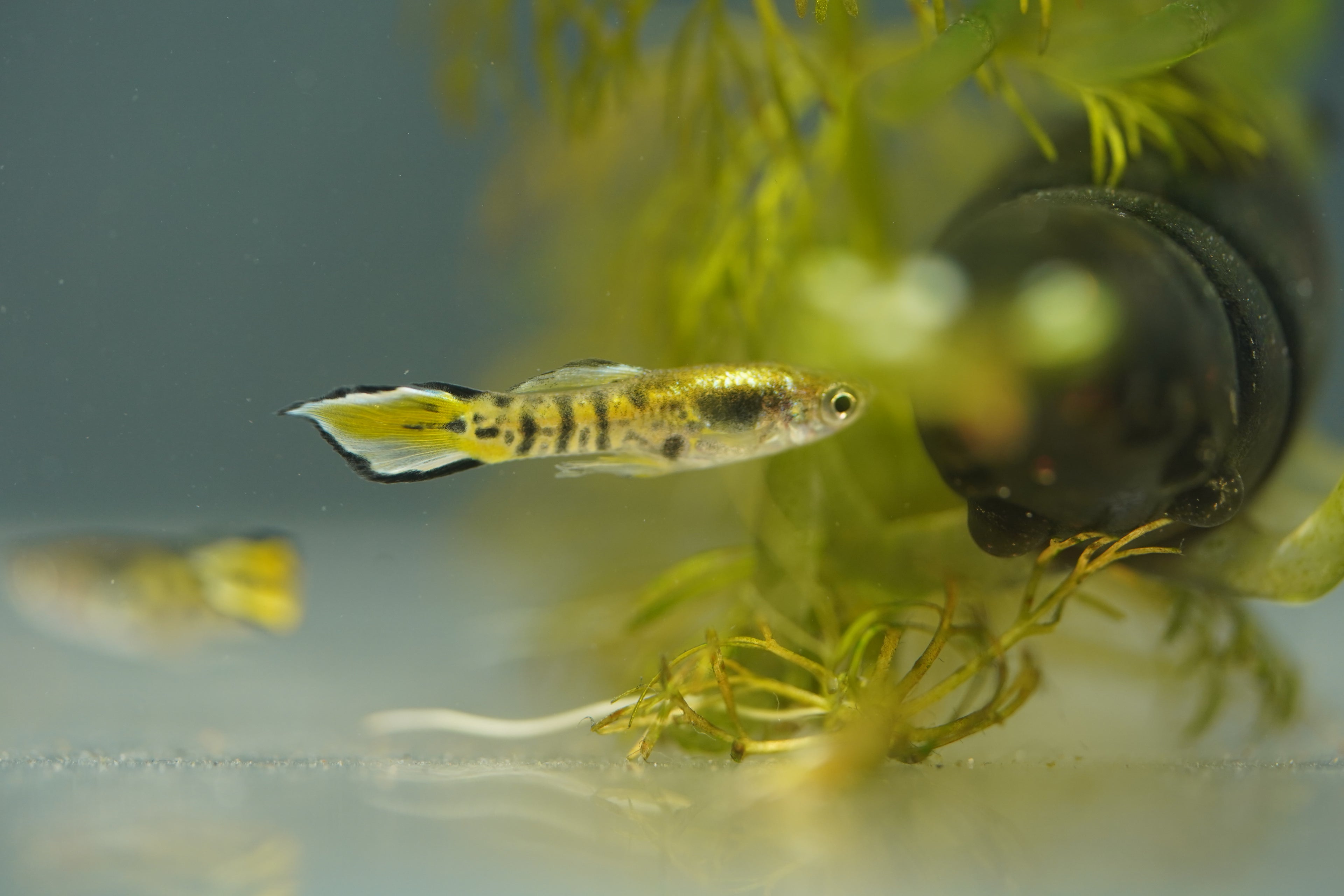 Yellow Tiger Endler Guppy