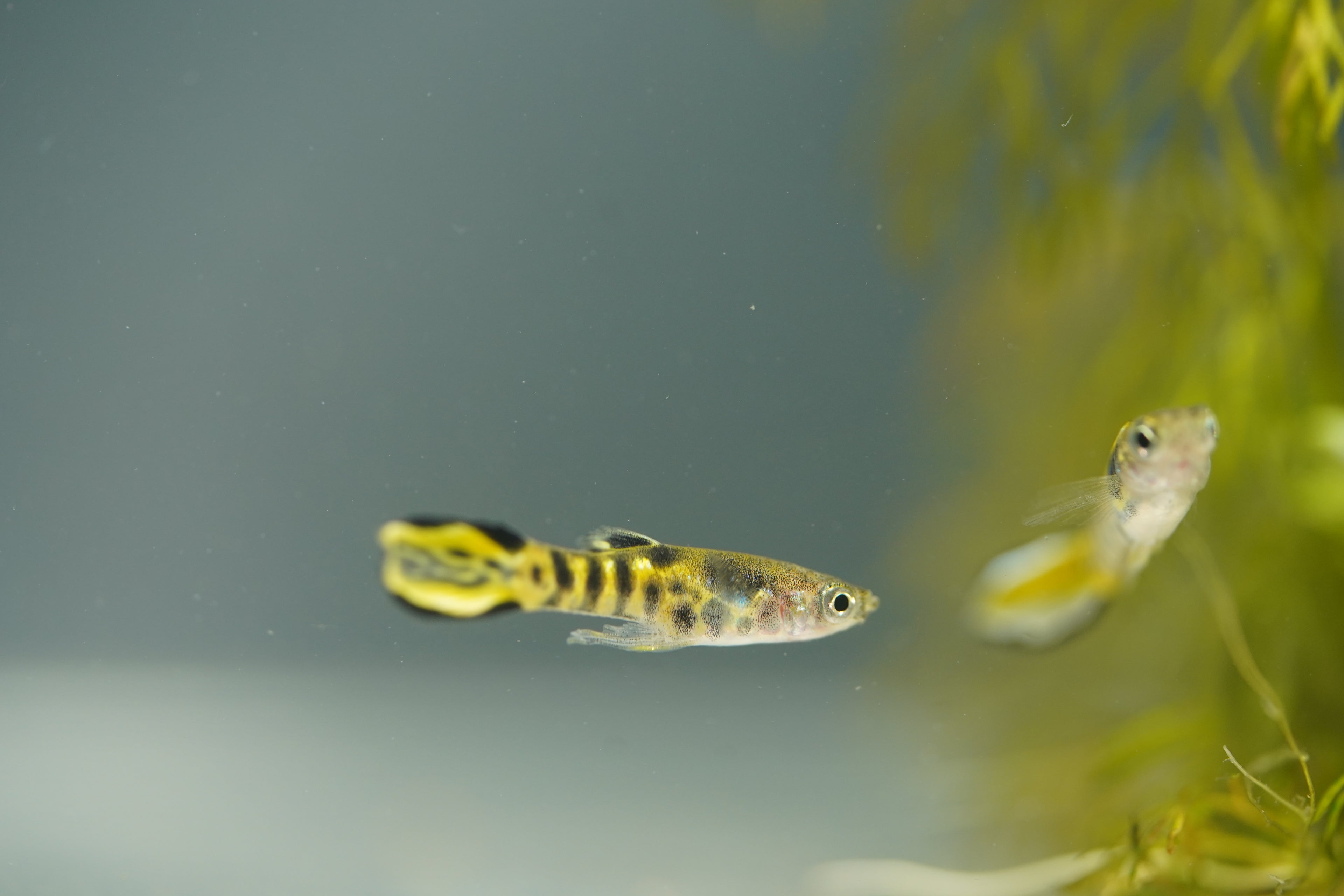 Yellow Tiger Endler Guppy