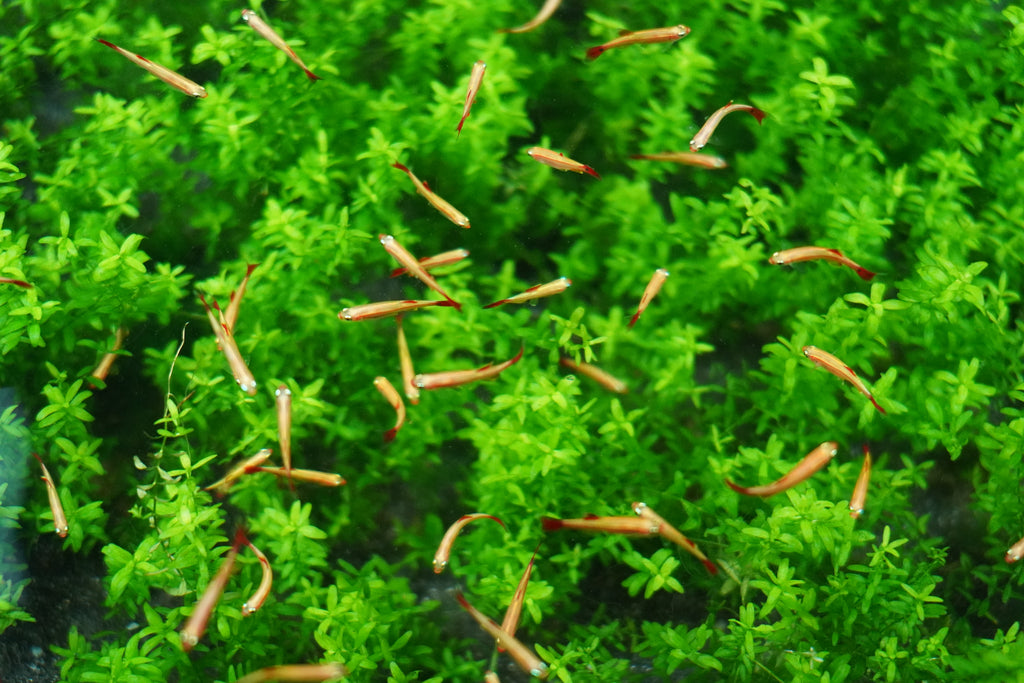 Gold Cloud Minnows