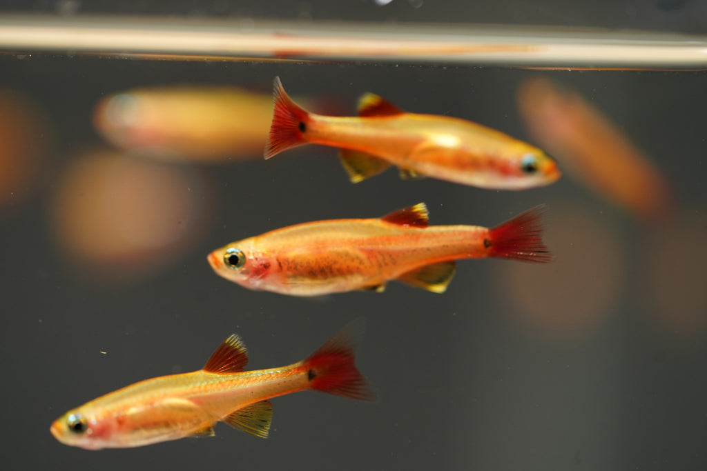 Gold Cloud Minnows