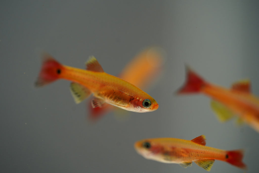Gold Cloud Minnows