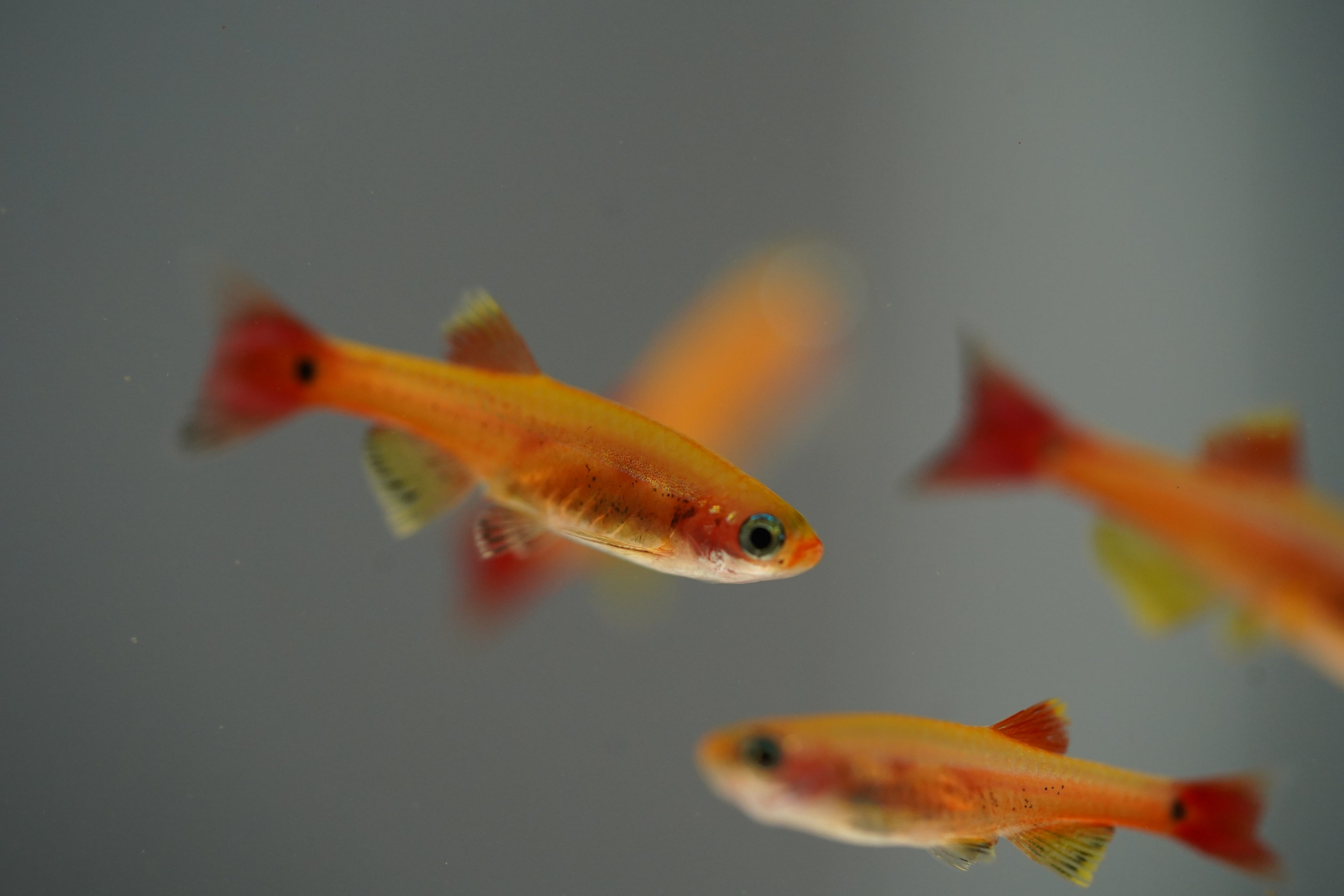 Gold Cloud Minnows