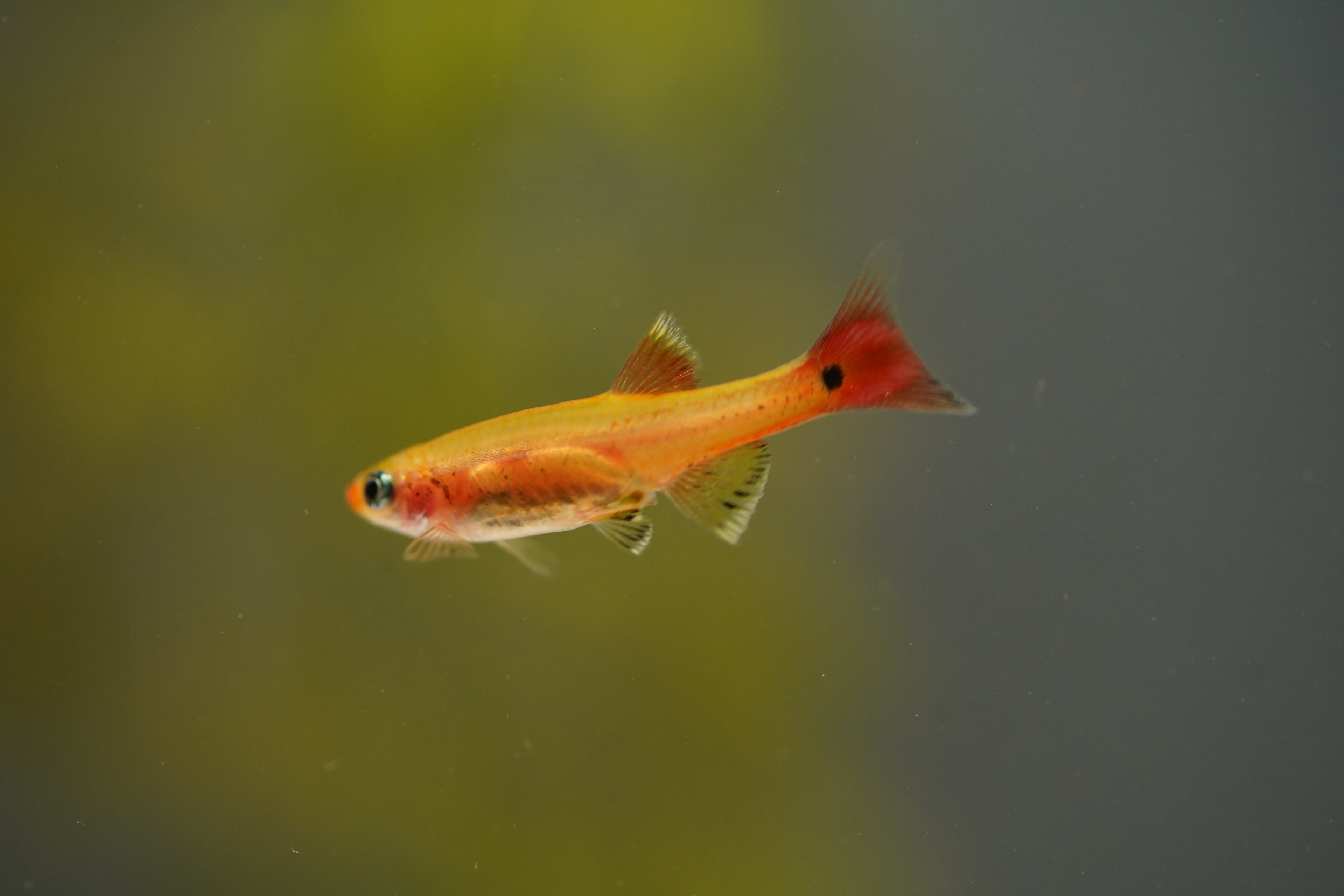 Gold Cloud Minnows