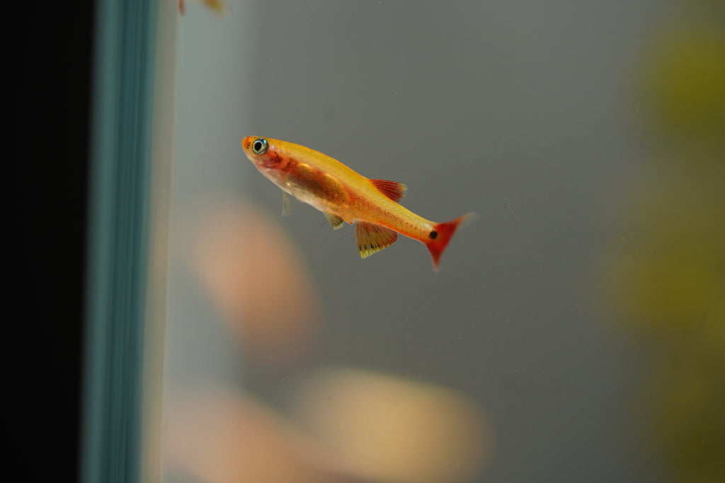 Gold Cloud Minnows