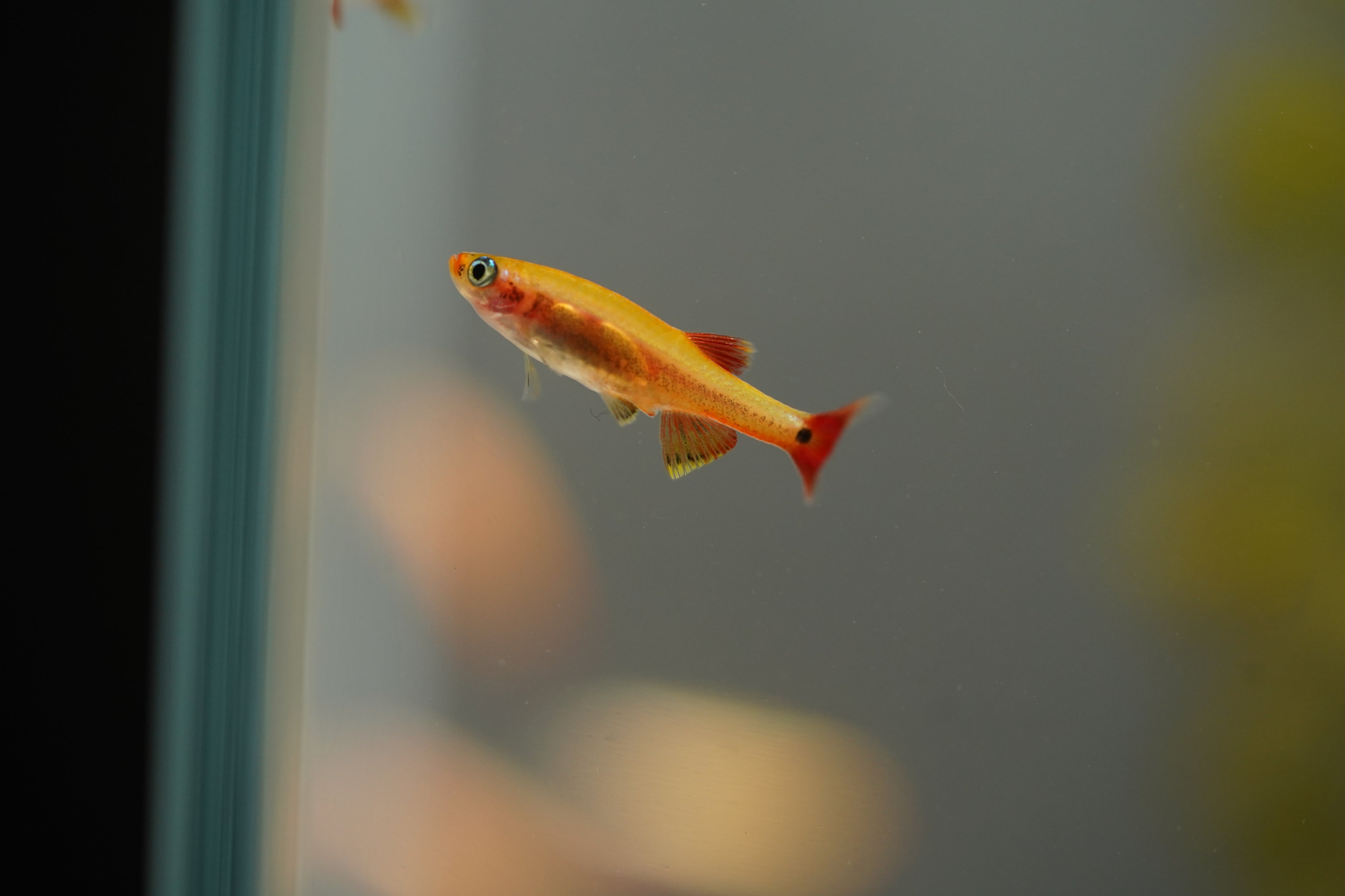 Gold Cloud Minnows