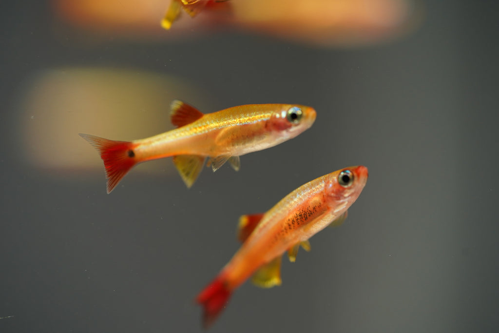 Gold Cloud Minnows