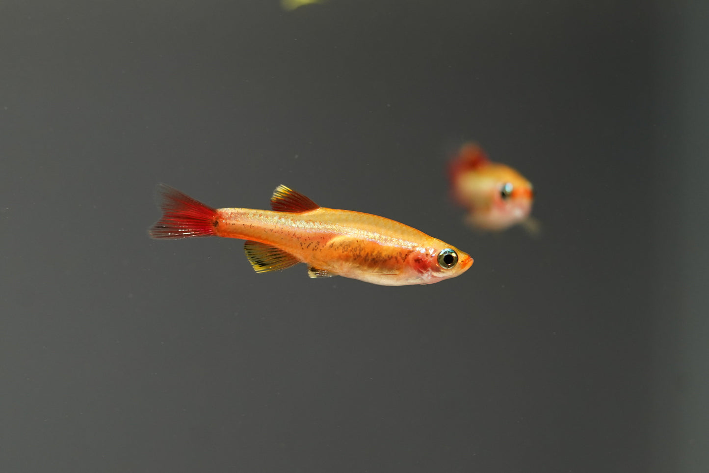 Gold Cloud Minnows