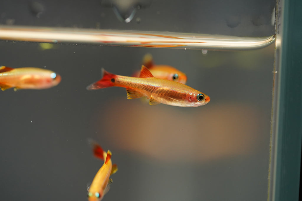 Gold Cloud Minnows