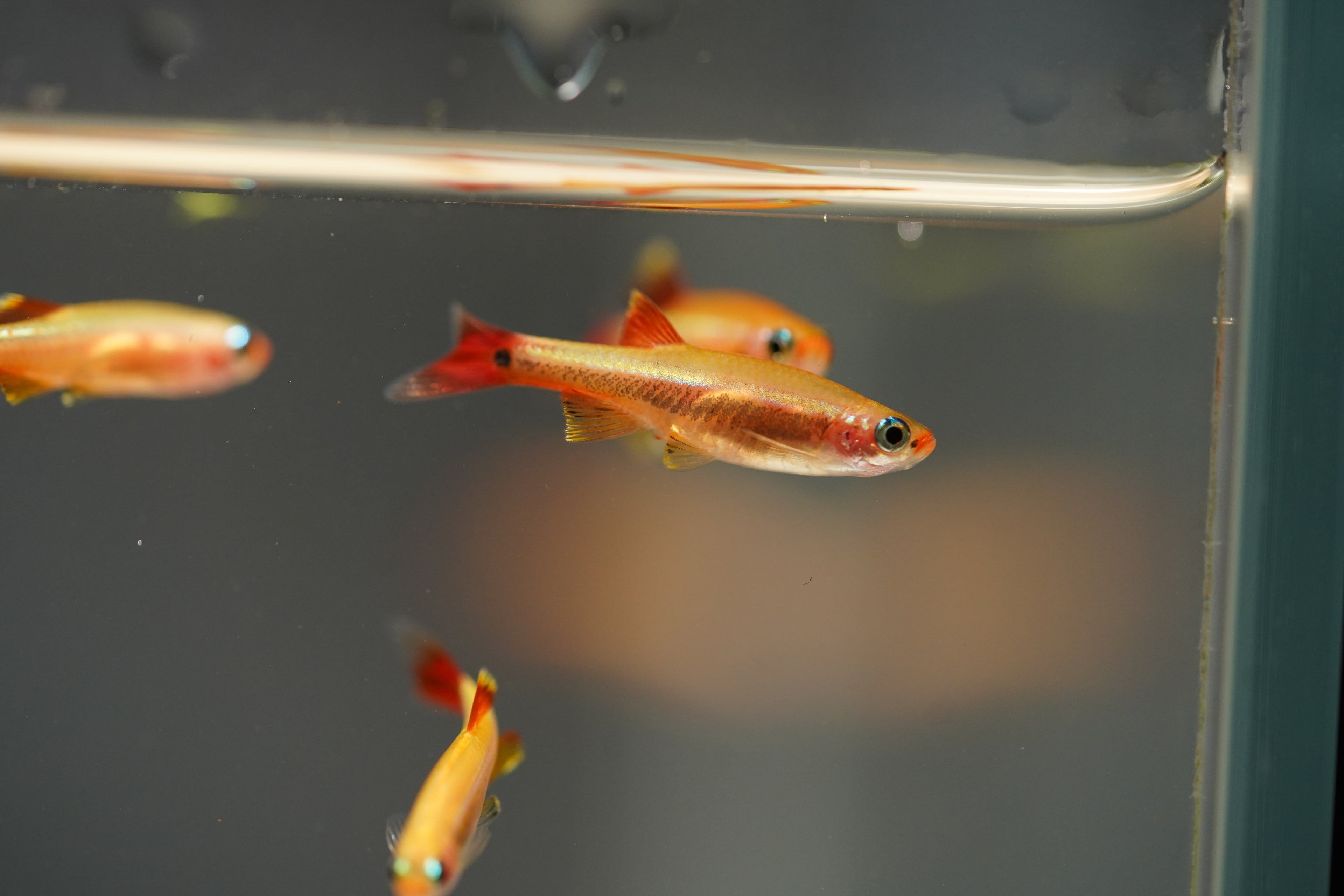 Gold Cloud Minnows