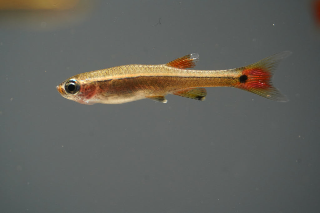 White Cloud Minnows