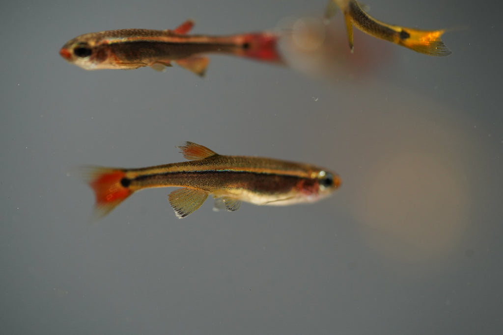 White Cloud Minnows