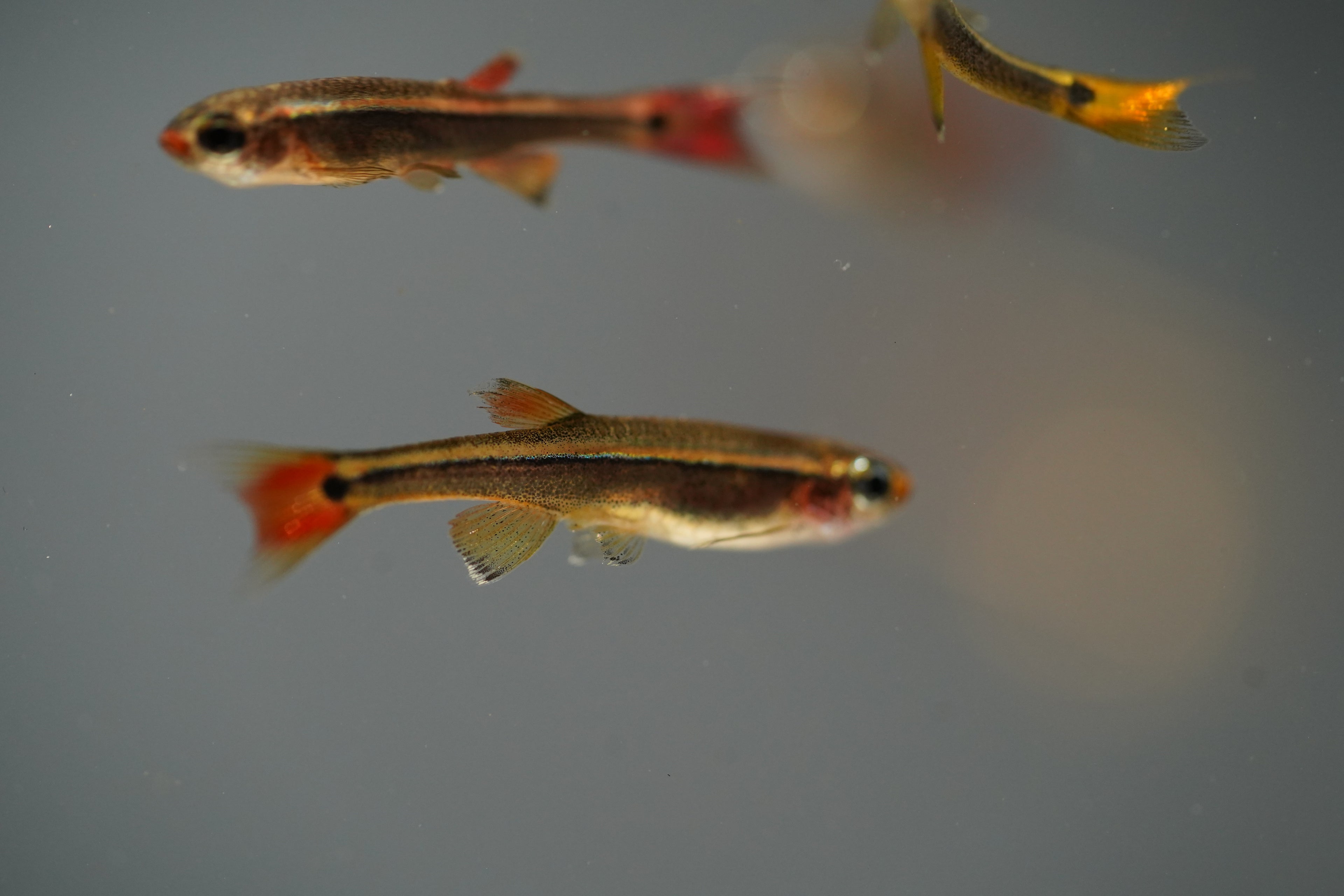 White Cloud Minnows