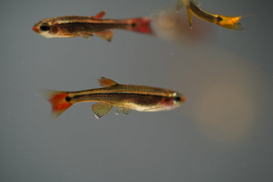 White Cloud Minnows
