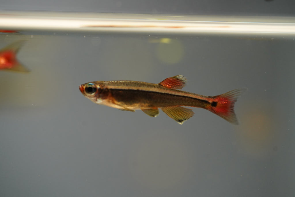 White Cloud Minnows