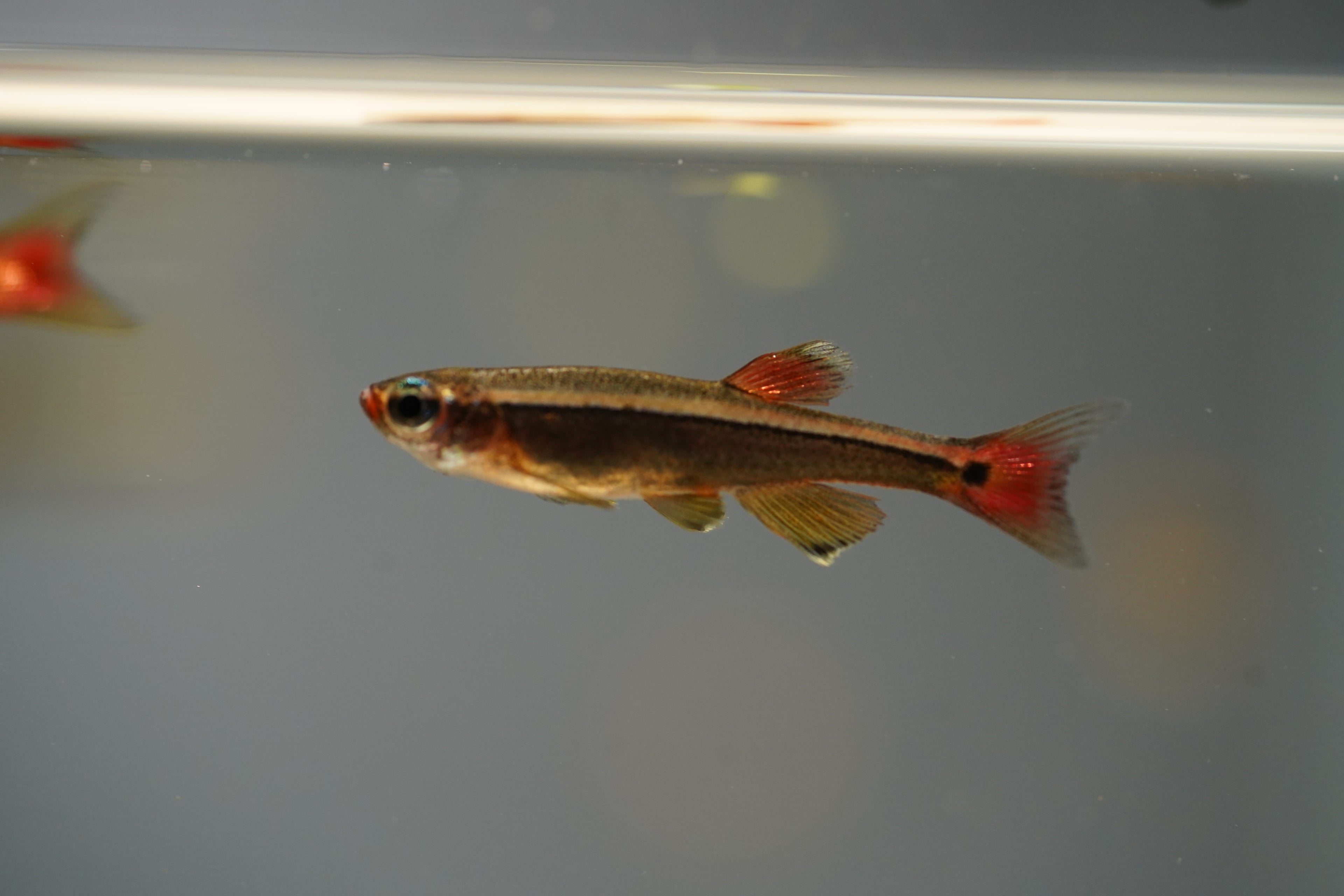 White Cloud Minnows