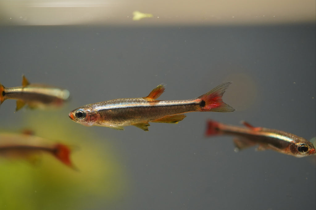 White Cloud Minnows
