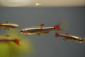 White Cloud Minnows