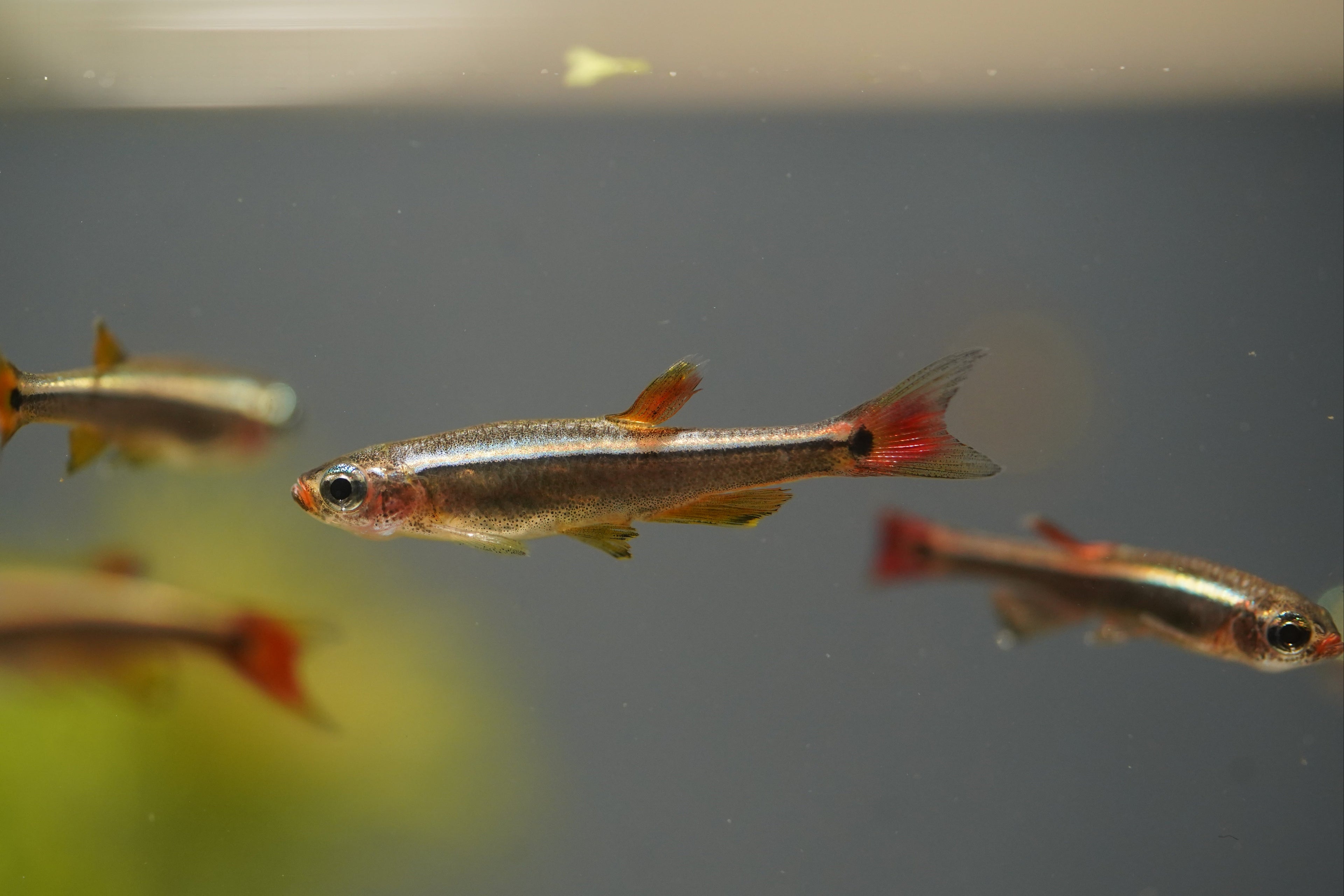 White Cloud Minnows