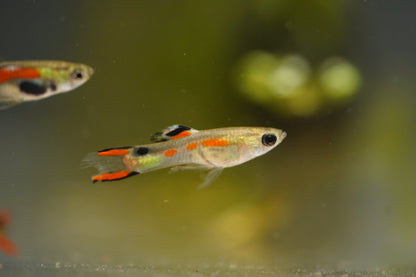 Assorted Endler Guppy