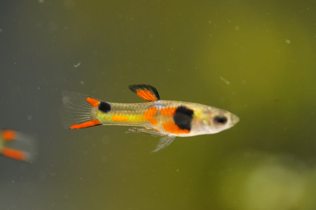Assorted Endler Guppy
