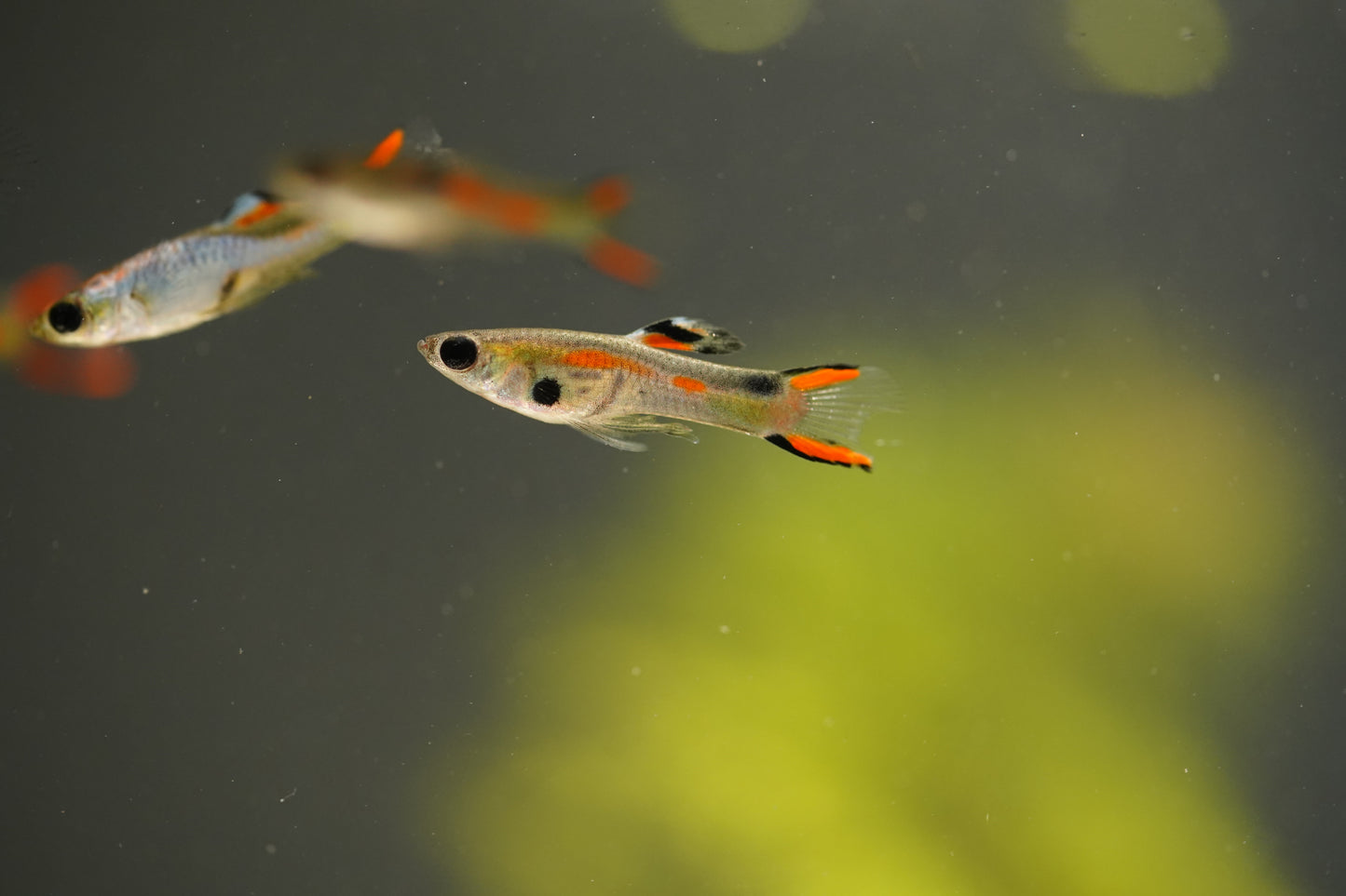 Assorted Endler Guppy