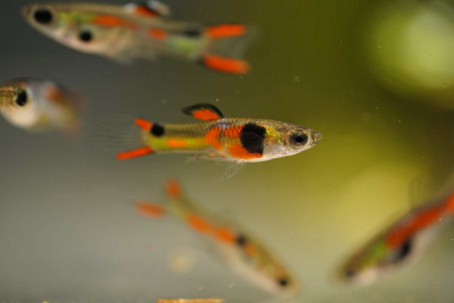 Assorted Endler Guppy