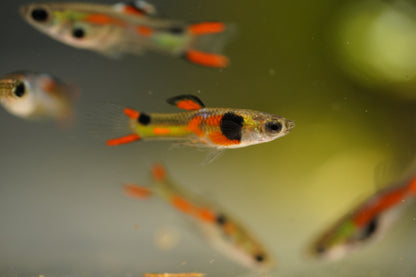Assorted Endler Guppy