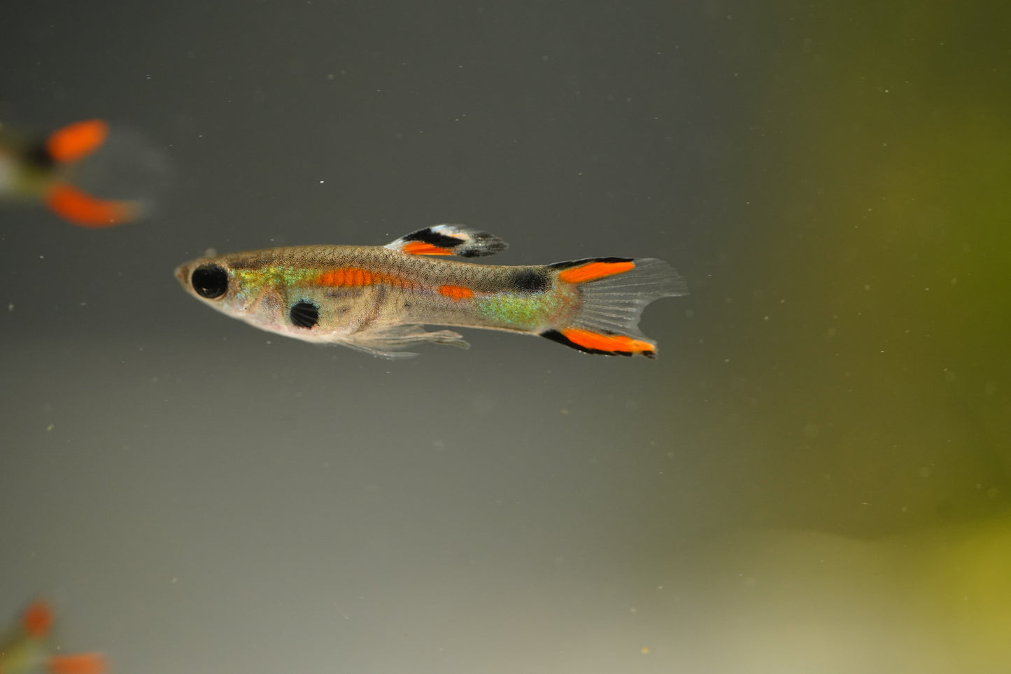 Assorted Endler Guppy