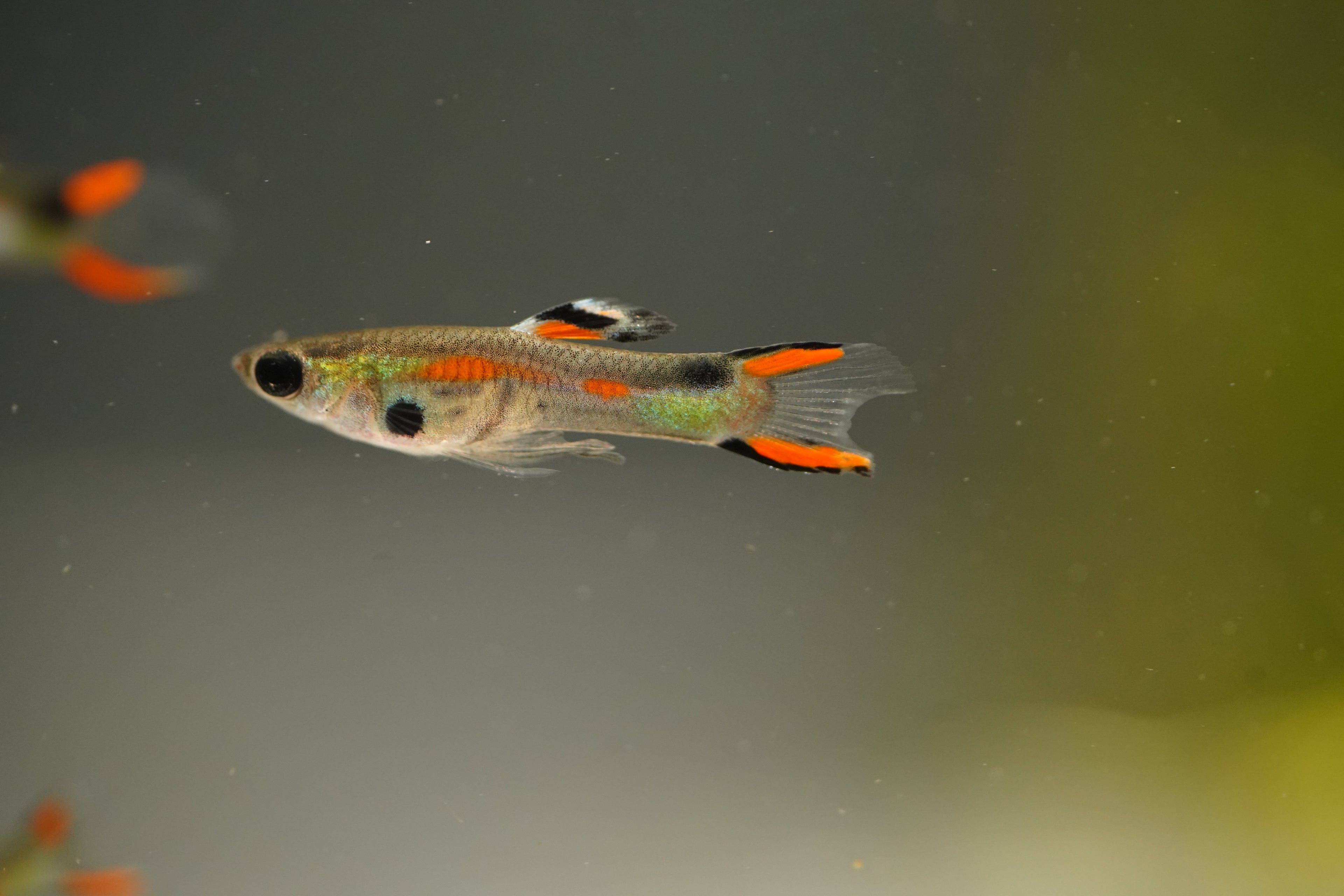 Assorted Endler Guppy
