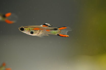 Assorted Endler Guppy