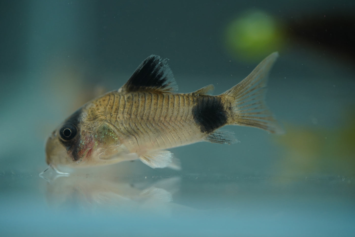 Panda Corydoras