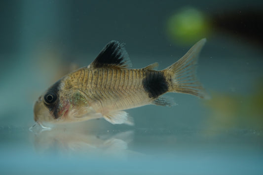 Panda Corydoras