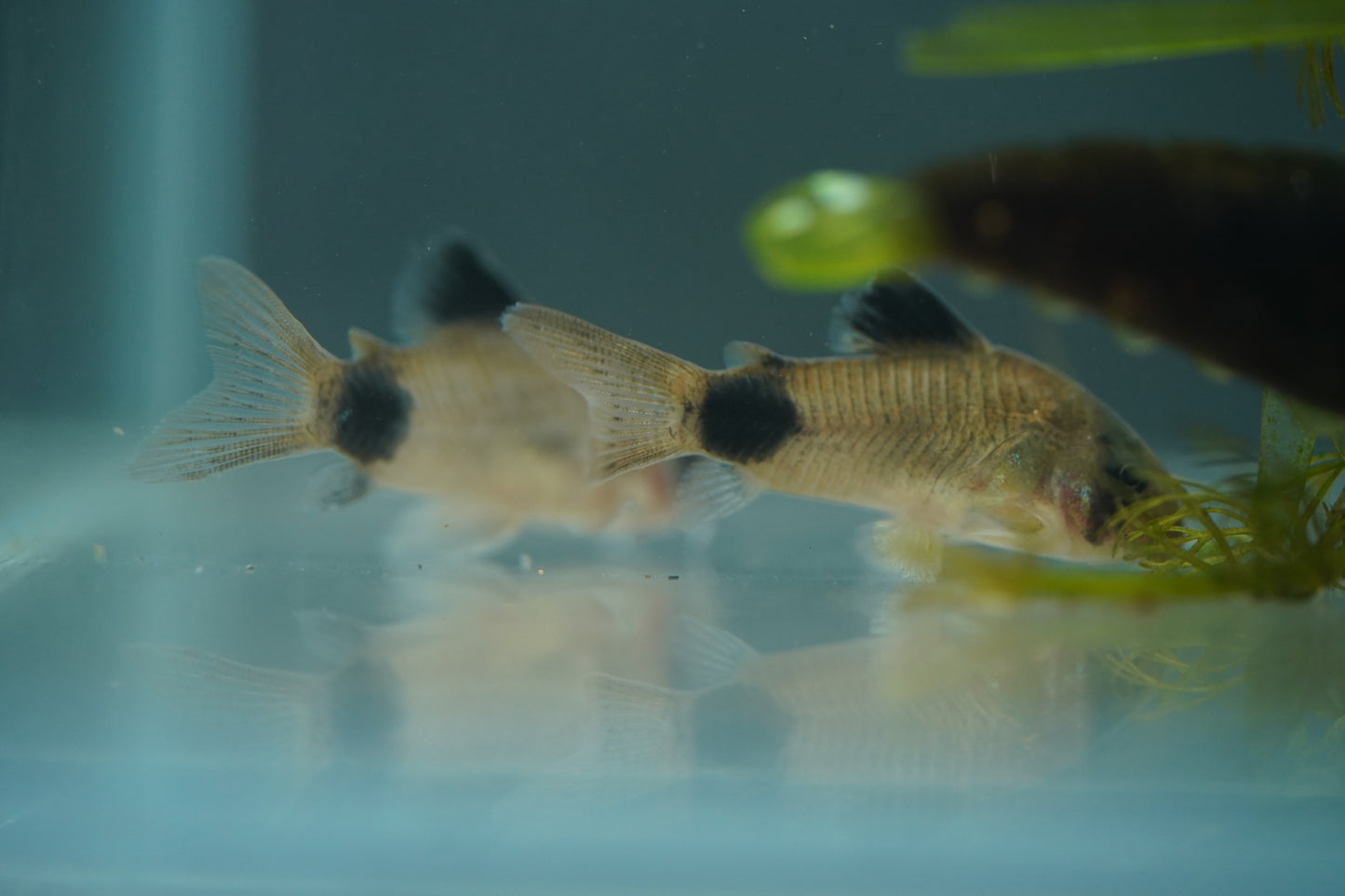 Panda Corydoras