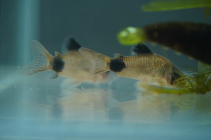 Panda Corydoras