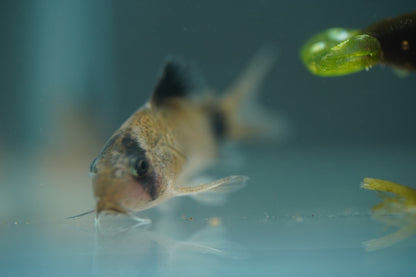 Panda Corydoras
