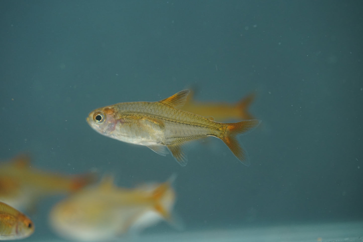 Ember Tetra