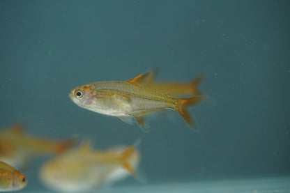 Ember Tetra