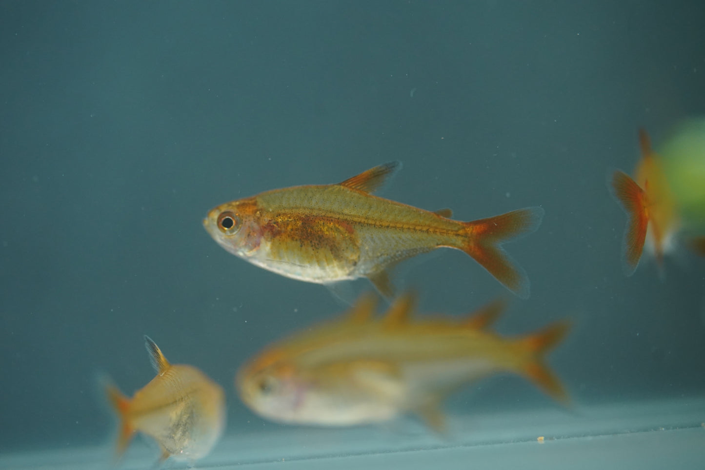 Ember Tetra