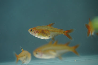 Ember Tetra