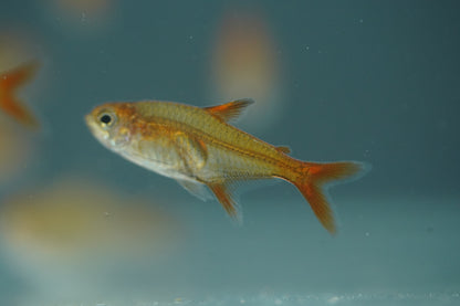 Ember Tetra
