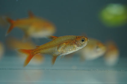 Ember Tetra