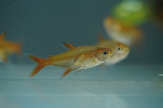 Ember Tetra